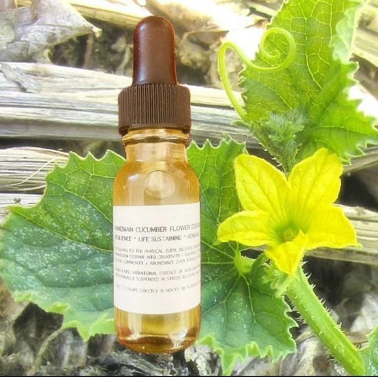 ARMENIAN CUCUMBER ESSENCE
RESILIENCE * LIFE SUSTAINING * RENEWAL
this essence is incredibly special, having come from heirloom seeds given to me by a colleague in 2014 which had been given to her by a first generation Armenian neighbor who’s