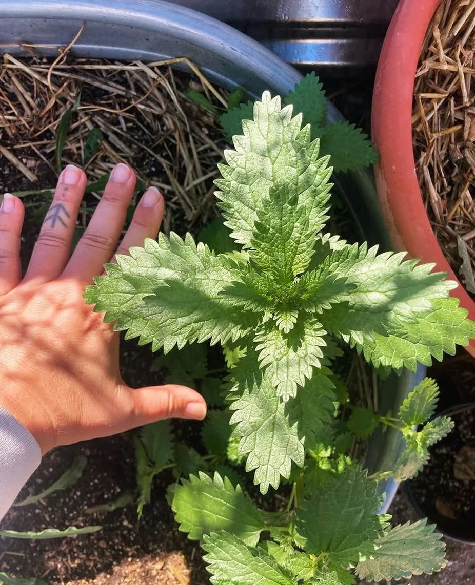 The first time I met nettles, it was in the PNW - I was pregnant + followed a trio of golden eagles to their feeding grounds. 

there, growing HUGE from the remains of dozens or hundreds of carcasses and bones were towers of dense green nettles and I