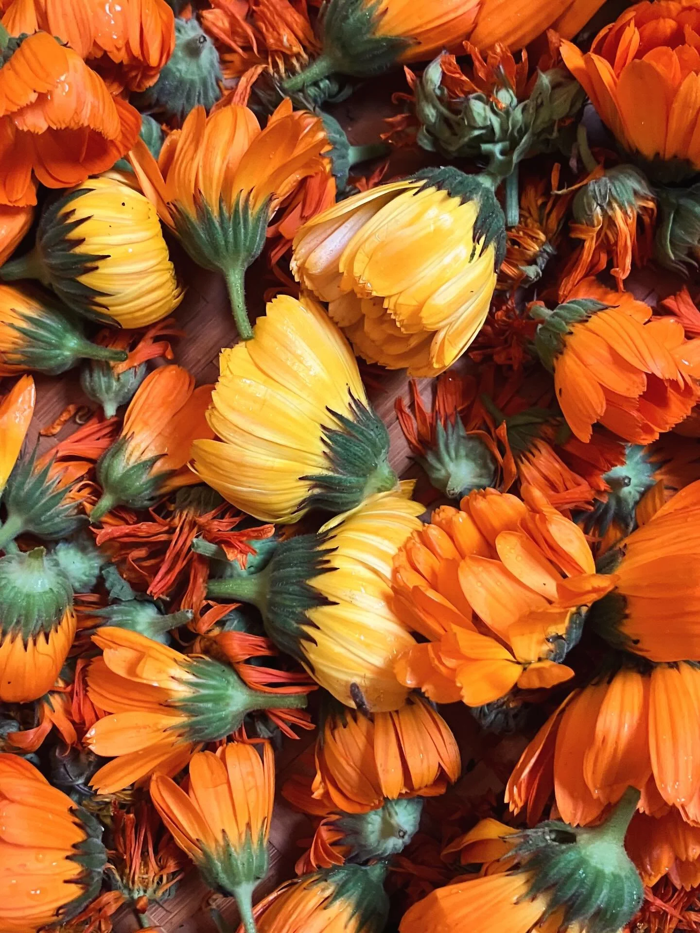 RAINY DAY AT THE GARDEN 💐

today we pulled weeds, collected flowers and prepped beds for the coming cold snap! 

it was rainy and overcast, making all the flowers seem neon against the grey - growing plants has been a balm during these days of profo