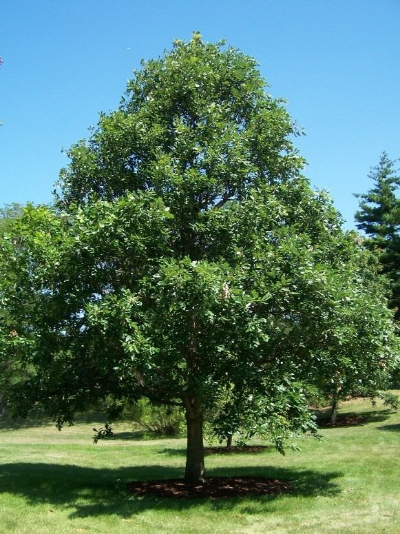 swamp+white+oak.jpg