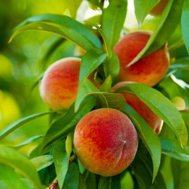 Reliance Peach