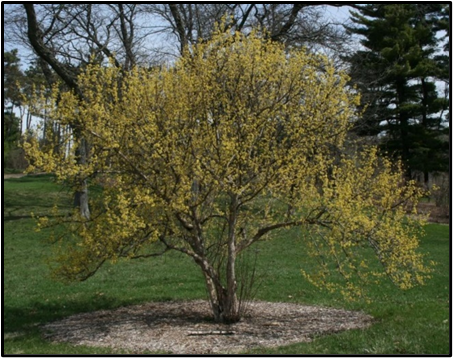 Golden Glory Dogwood