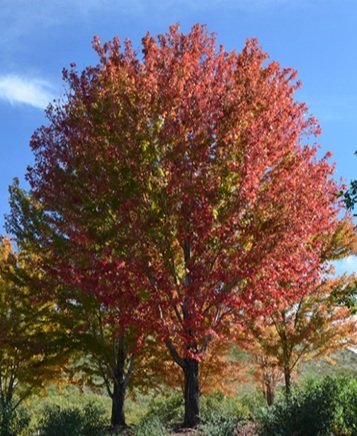 Freeman Maple – ‘Marmo’