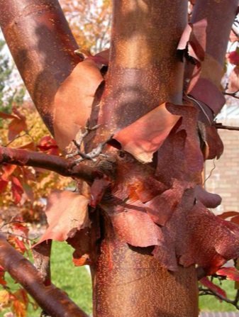 Paperbark Maple