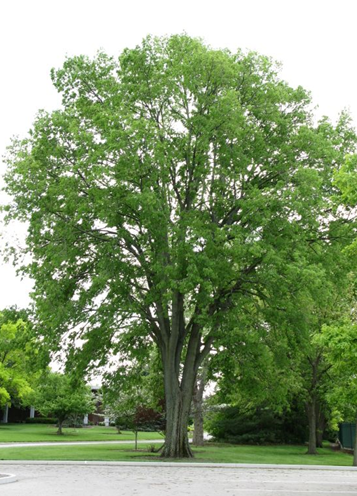 Common Hackberry