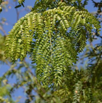 Honey Locust – Shademaster