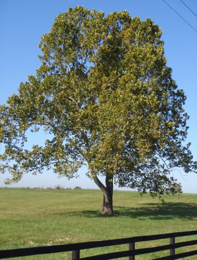 American Sycamore