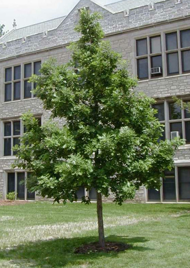 Bur Oak