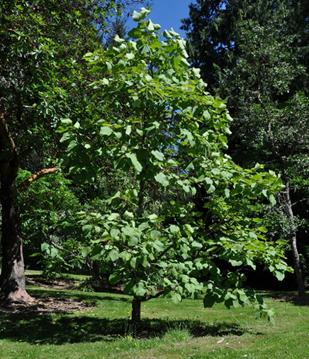 Northern Catalpa