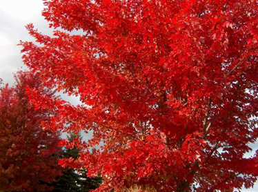 Red Maple