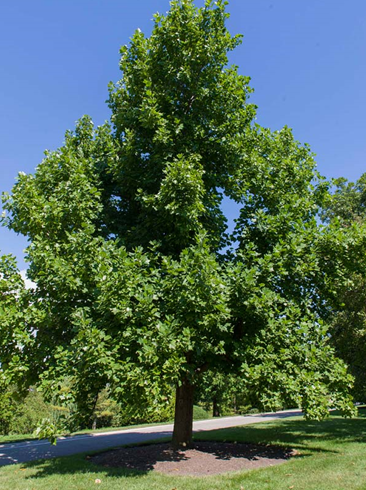 Tulip Tree