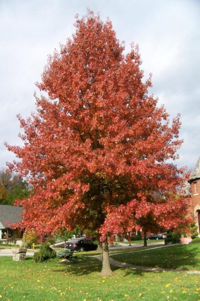 Northern Pin Oak