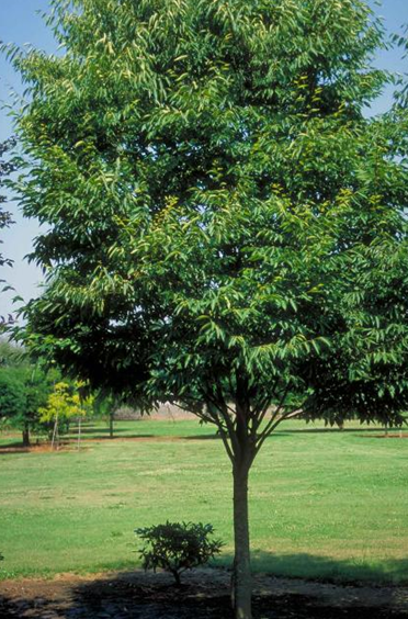 Japanese Zelkova