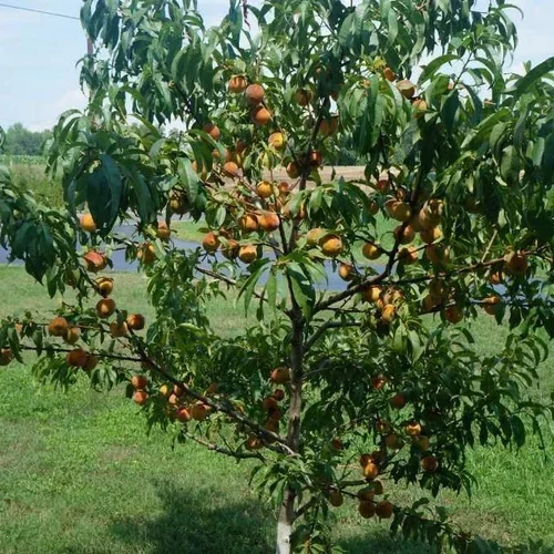 Peach Tree Pruning
