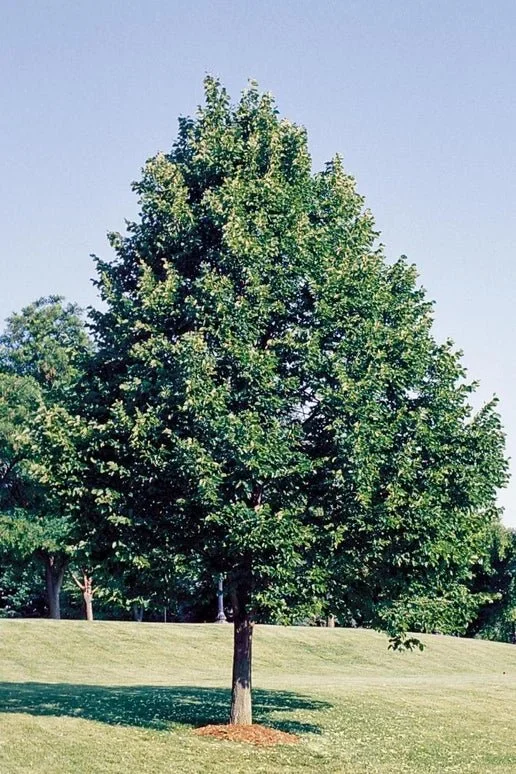 Tree Walk with Green Mountain Club
