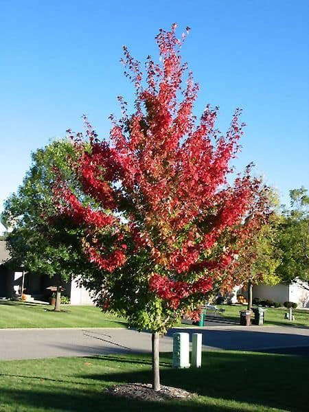 Firefall Maple 2.jpg