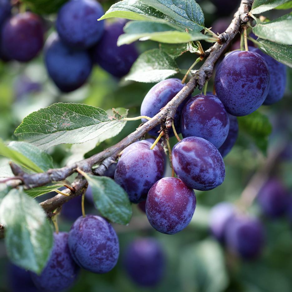 Mount Royal Plum
