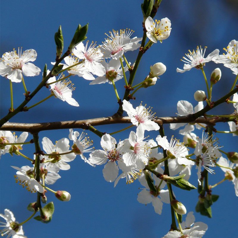 Autumn Brilliance Serviceberry bloom.jpg
