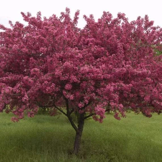 Red Splendor Crabapple.jfif