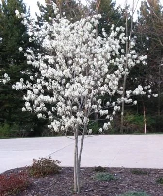 Autumn Brilliance Serviceberry.jpg