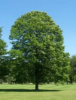 American Linden.jpg