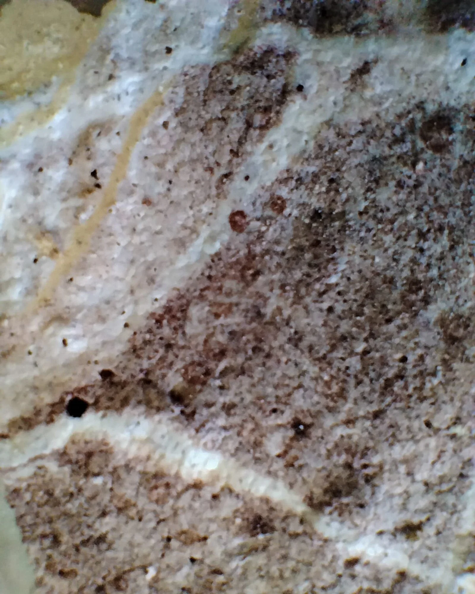 VECETO: Food artistry, veined surface up close. Brown ground, fine pores and a single ochre line.