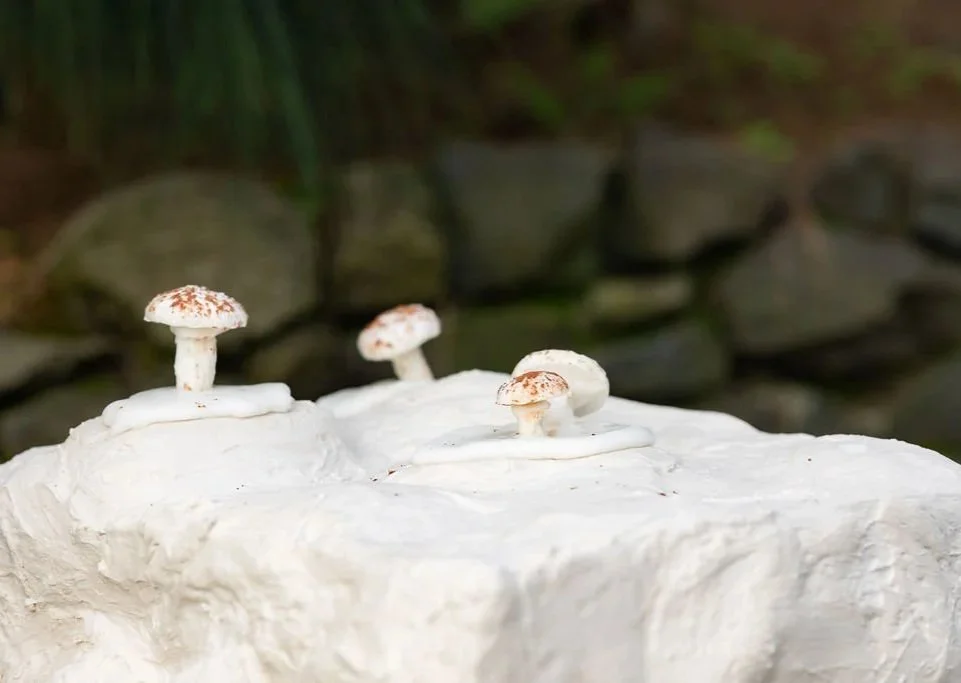 Exclusive dining experiences. Meringue mushrooms dusted in raw cacao powder on sugar islands atop gypsum.