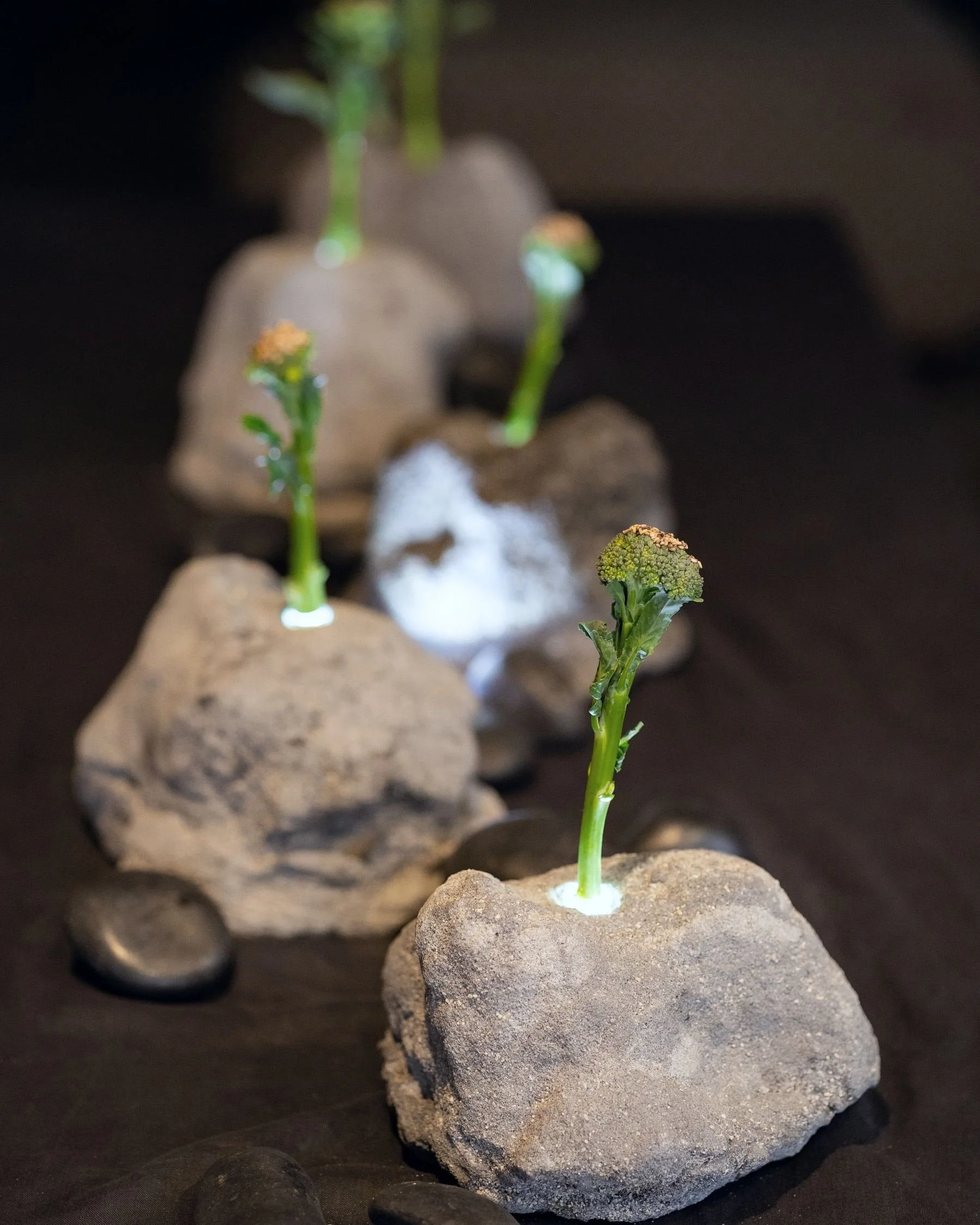 VECETO: Littoral installation, broccolini in concrete vessels among black river stones. Algae, from a distance.