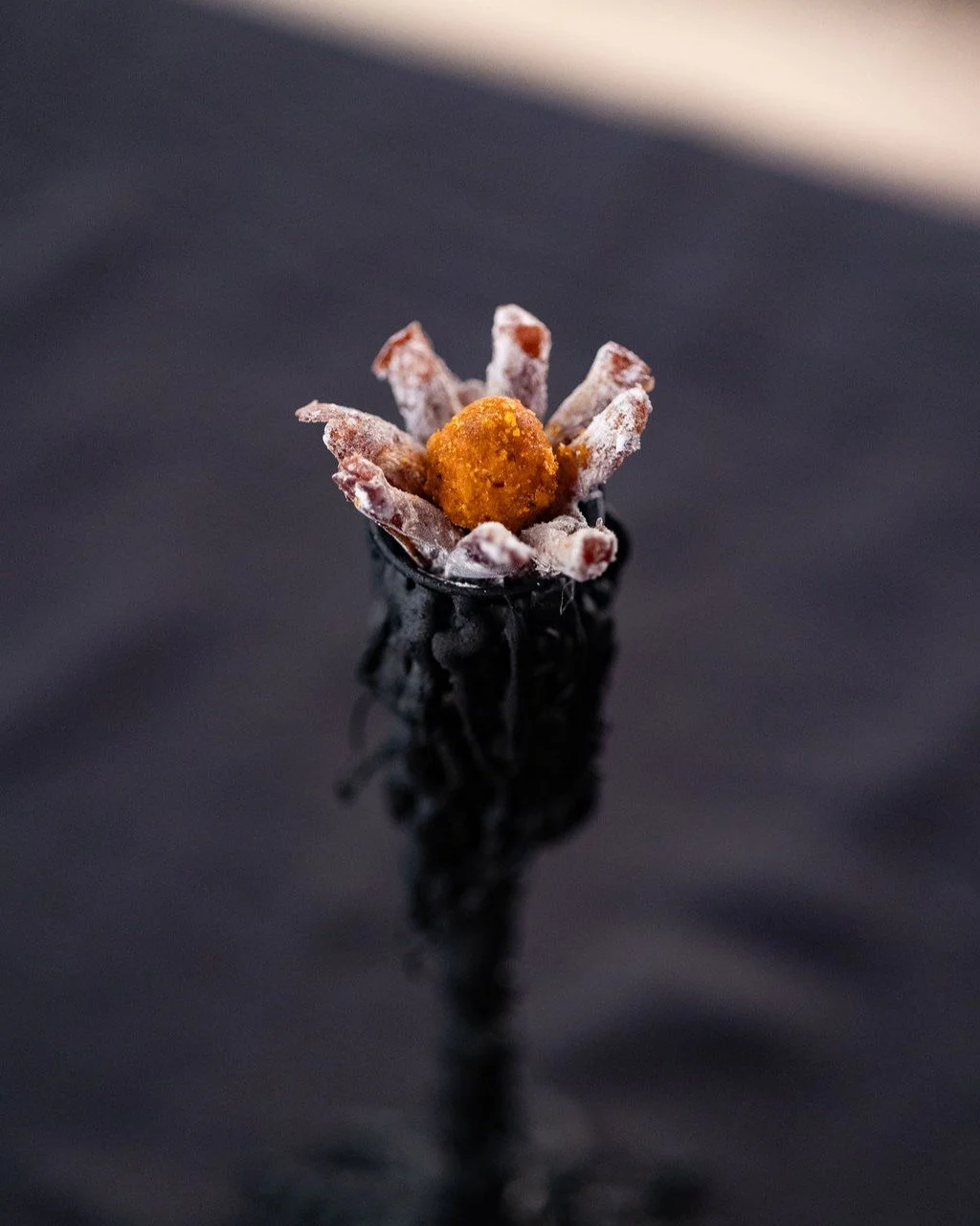 VECETO: Sculptural food installation, a single date flower on a black dripped candle holder. White petals, orange centre.