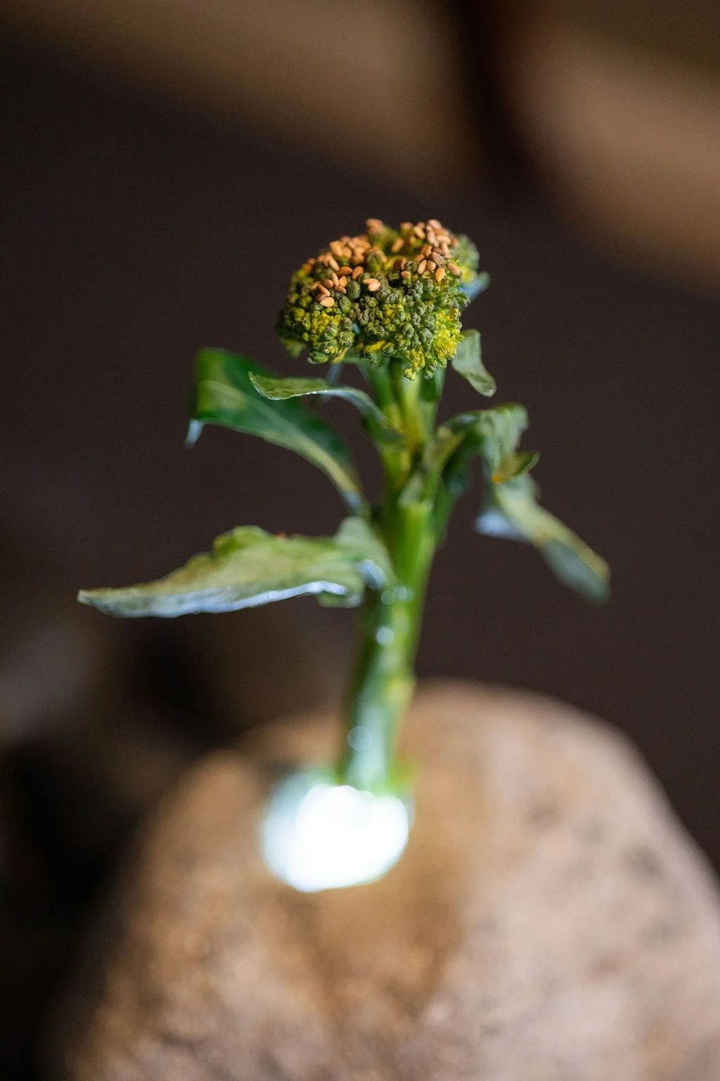 Luminous mineral sculpture: handcast concrete vessel lit from within, broccolini rising, raw stone surface, edible installation.