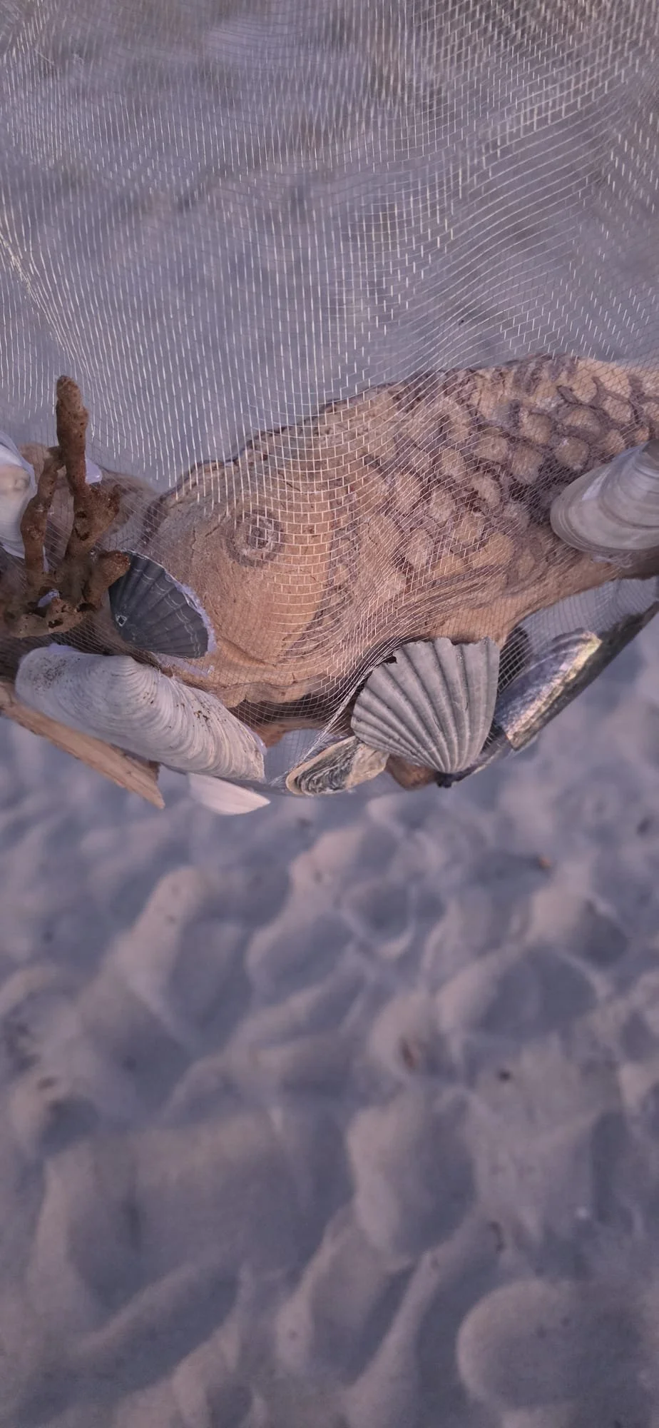 VECETO: Bread sculpture, net installation. The net settles close over the fish, shells gathered at its edge.