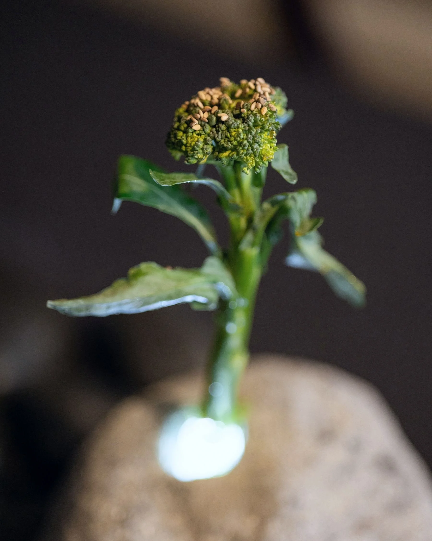 VECETO: Edible sculpture, broccolini rising from a handcast concrete vessel. One green stem against the dark.