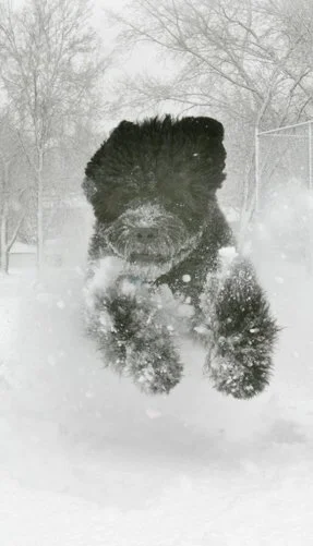 Westley in the snow-cropped.JPG