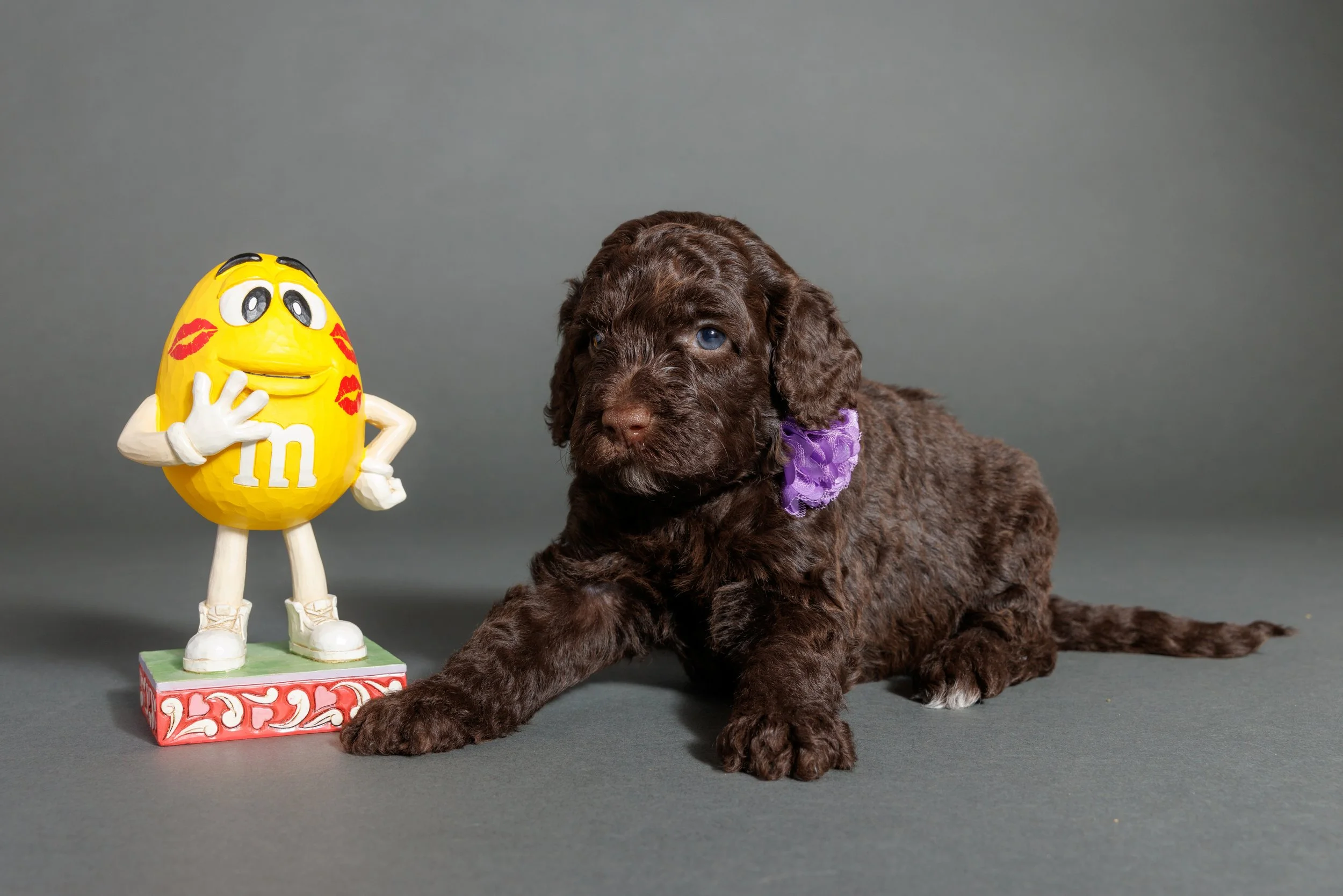 201-M-Litter-4wks, Mallory-copy.jpg