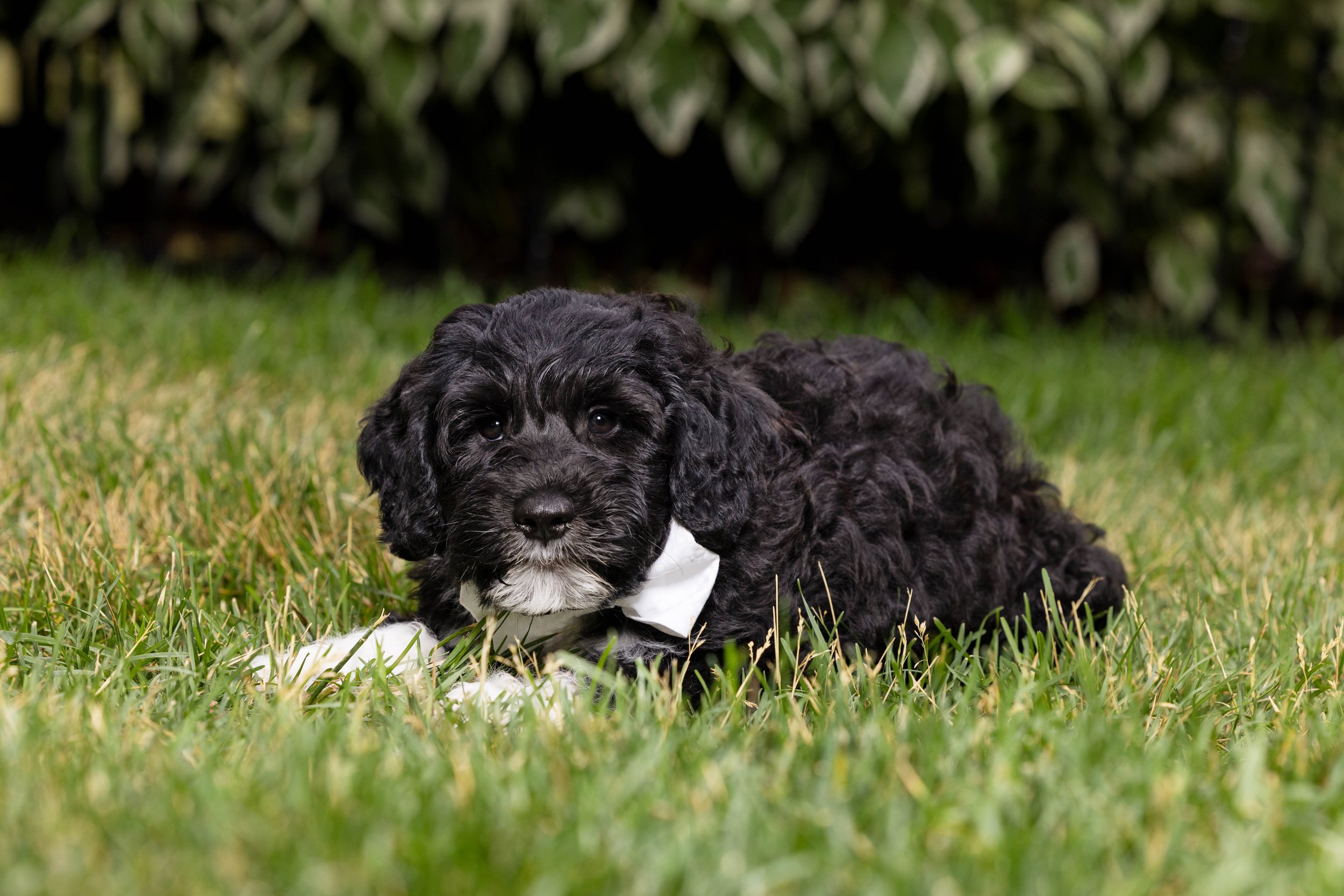 Puppies10Wks-040.jpg