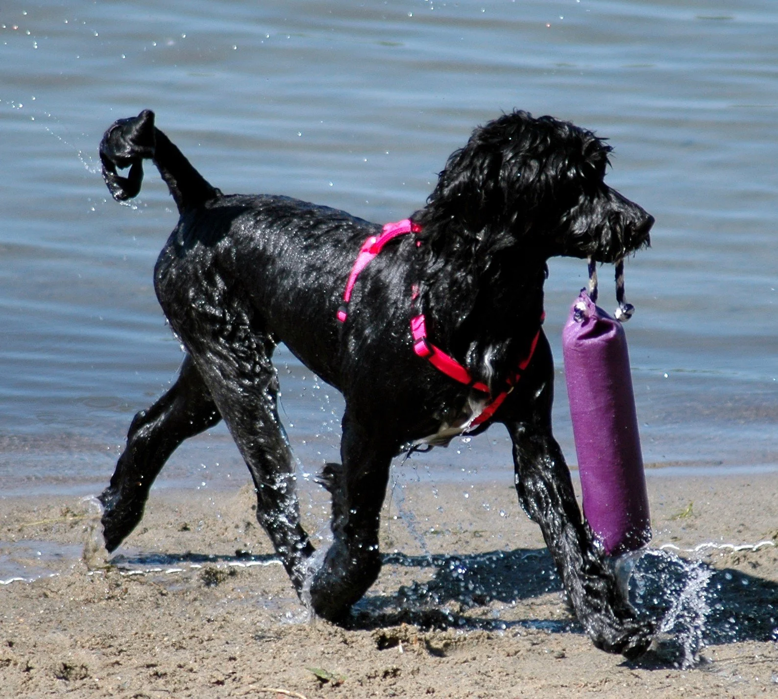 Winnie retrive delivery Apprentice 2.JPG