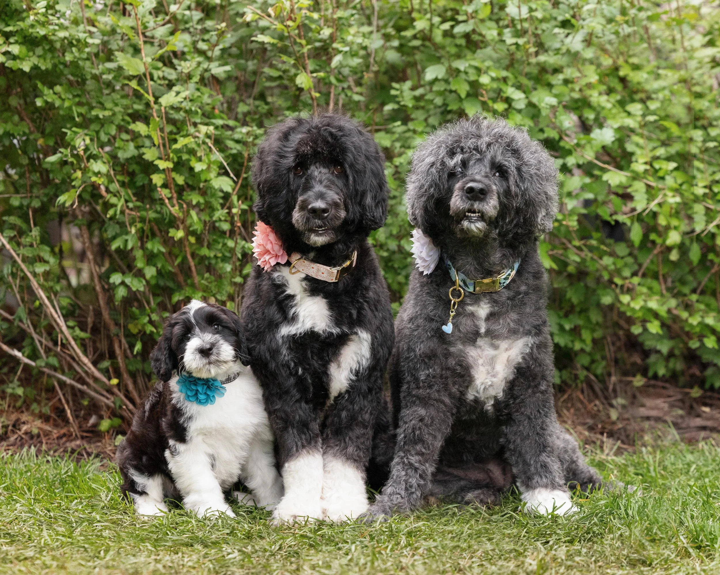 Threedogs sitting outdoors in front of green leafy bushes, two large fluffy black and white dogs with pink and white collars and one smaller black and white puppy with a blue ribbon in front.