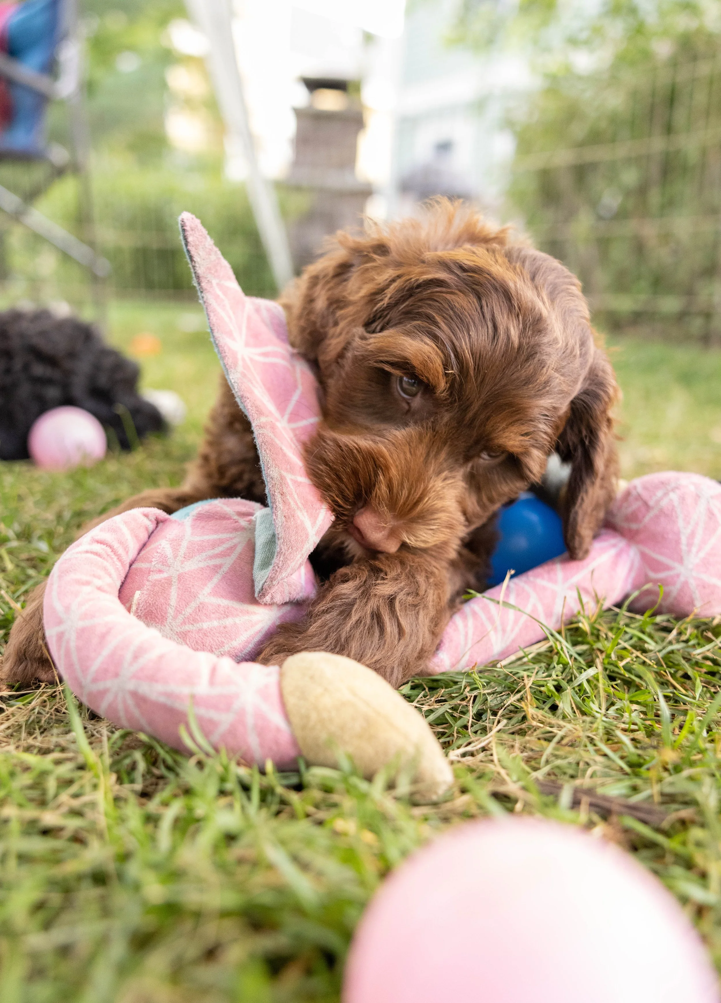 Puppies10Wks-161.jpg