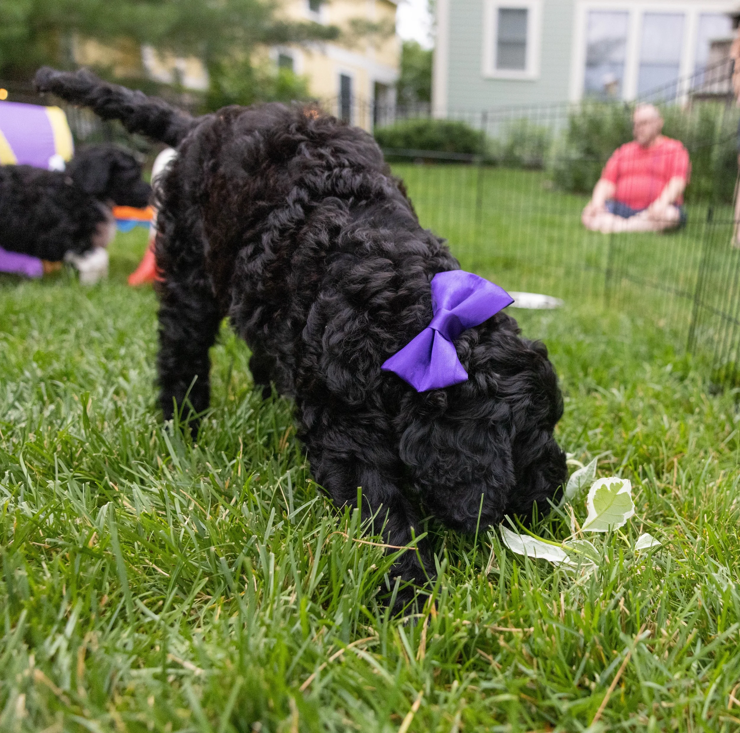 Puppies10Wks-085.jpg