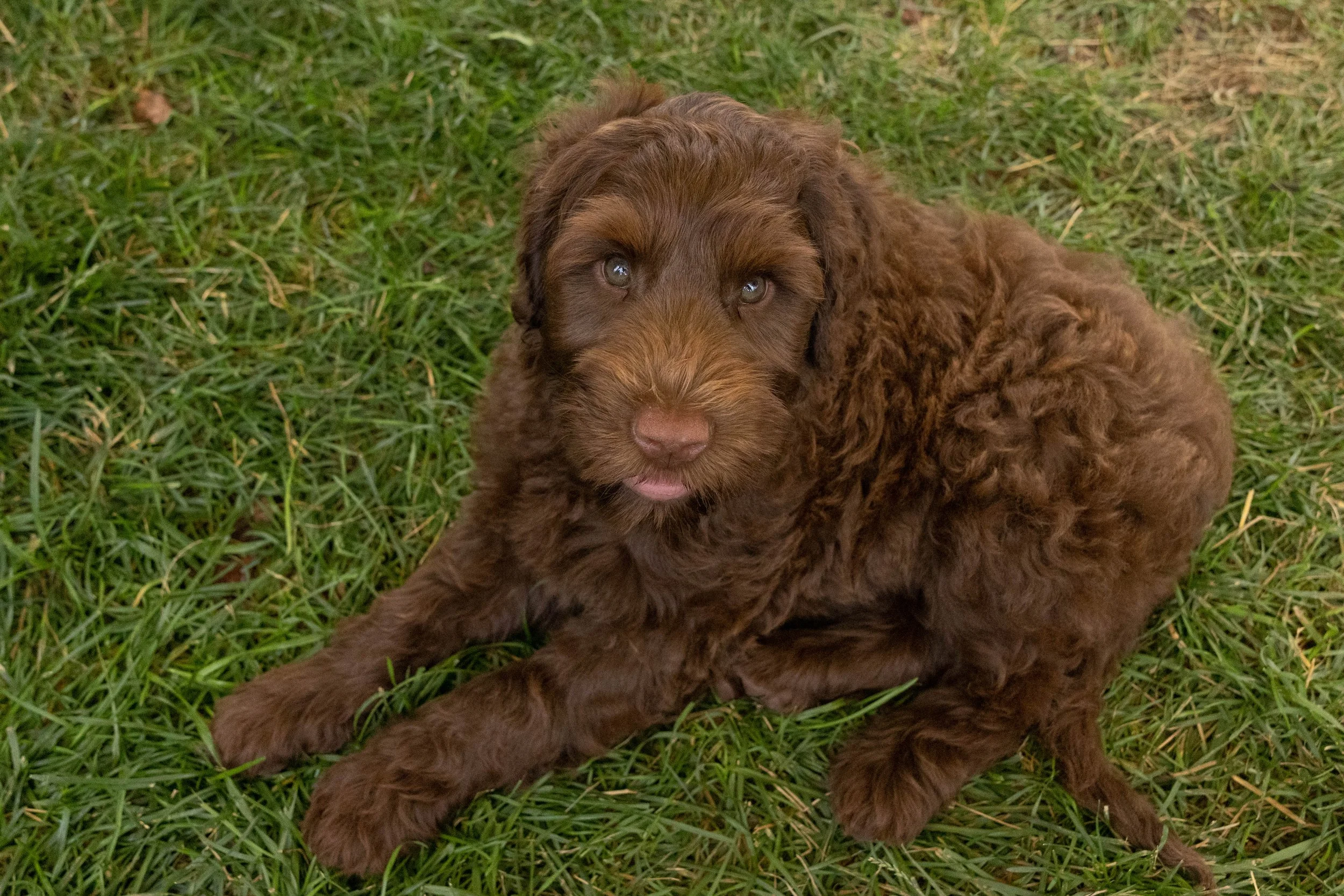 Puppies10Wks-115.jpg