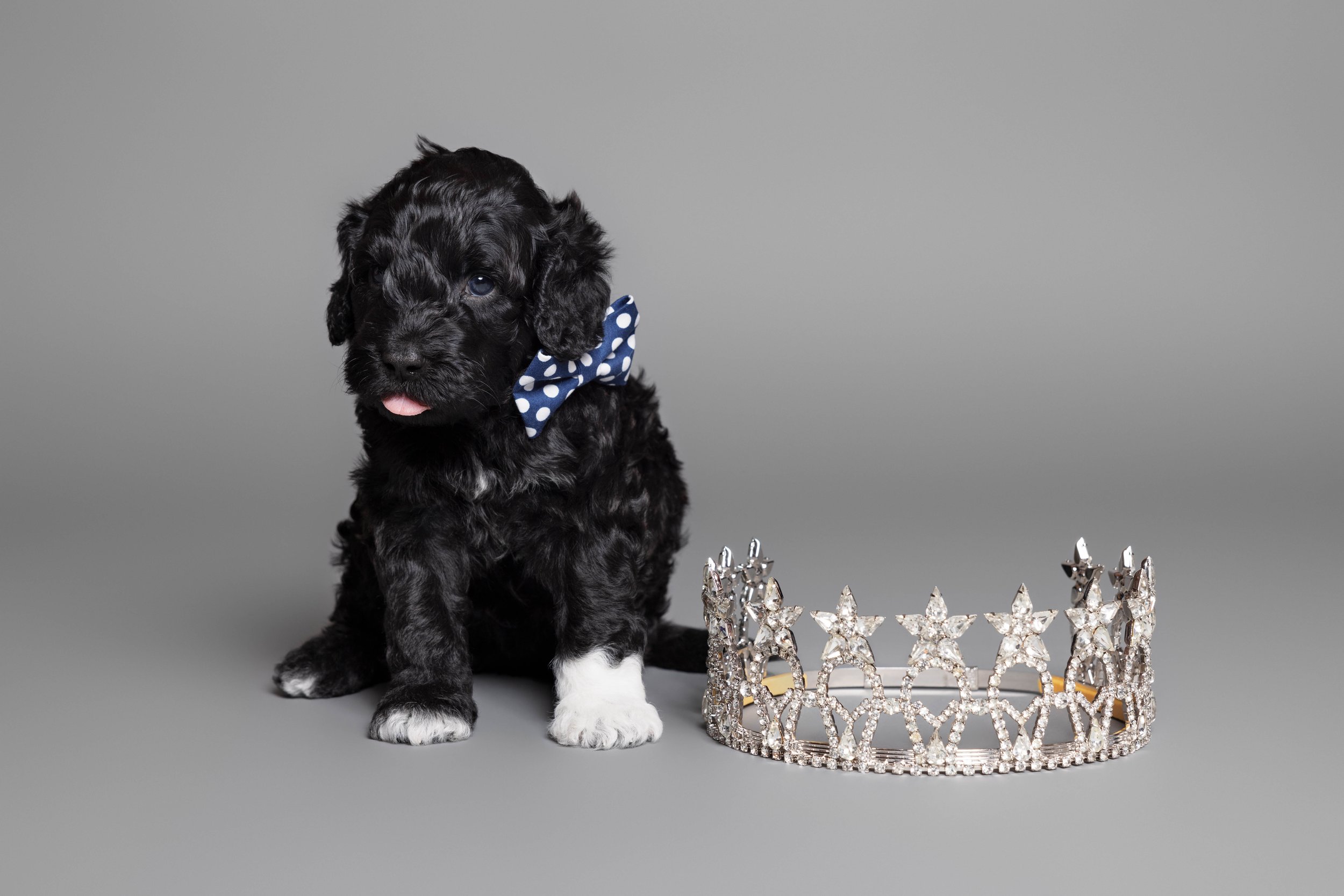 Puppies5Wks-049.jpg
