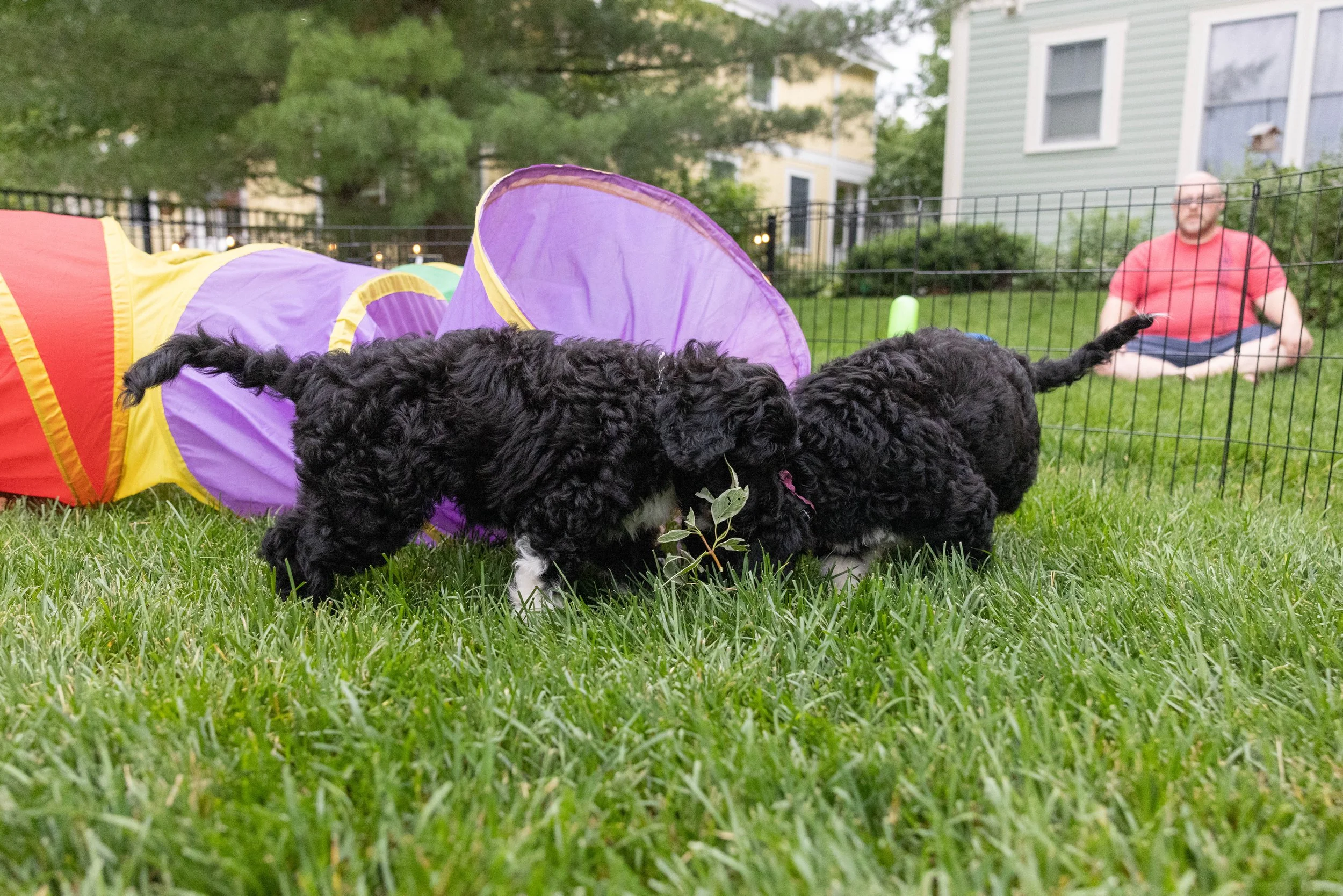 Puppies10Wks-081.jpg