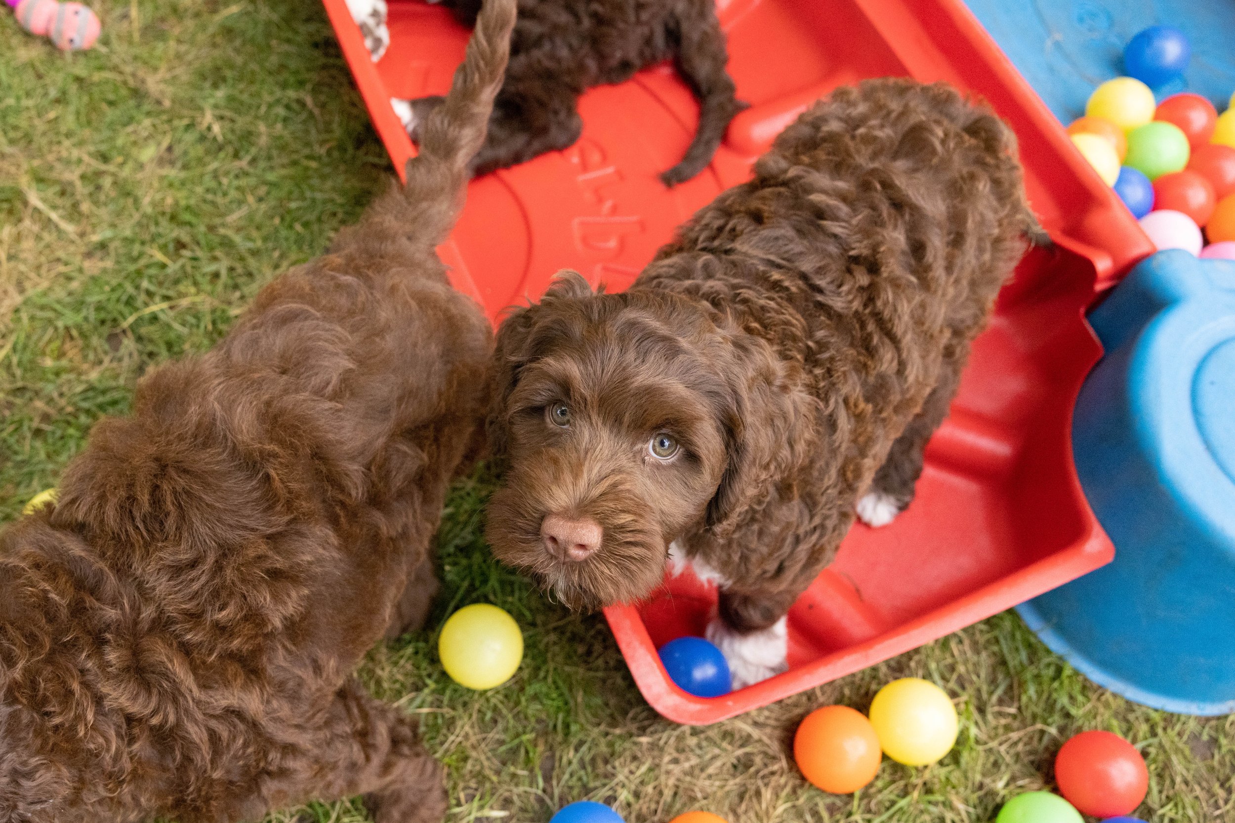 Puppies10Wks-131.jpg