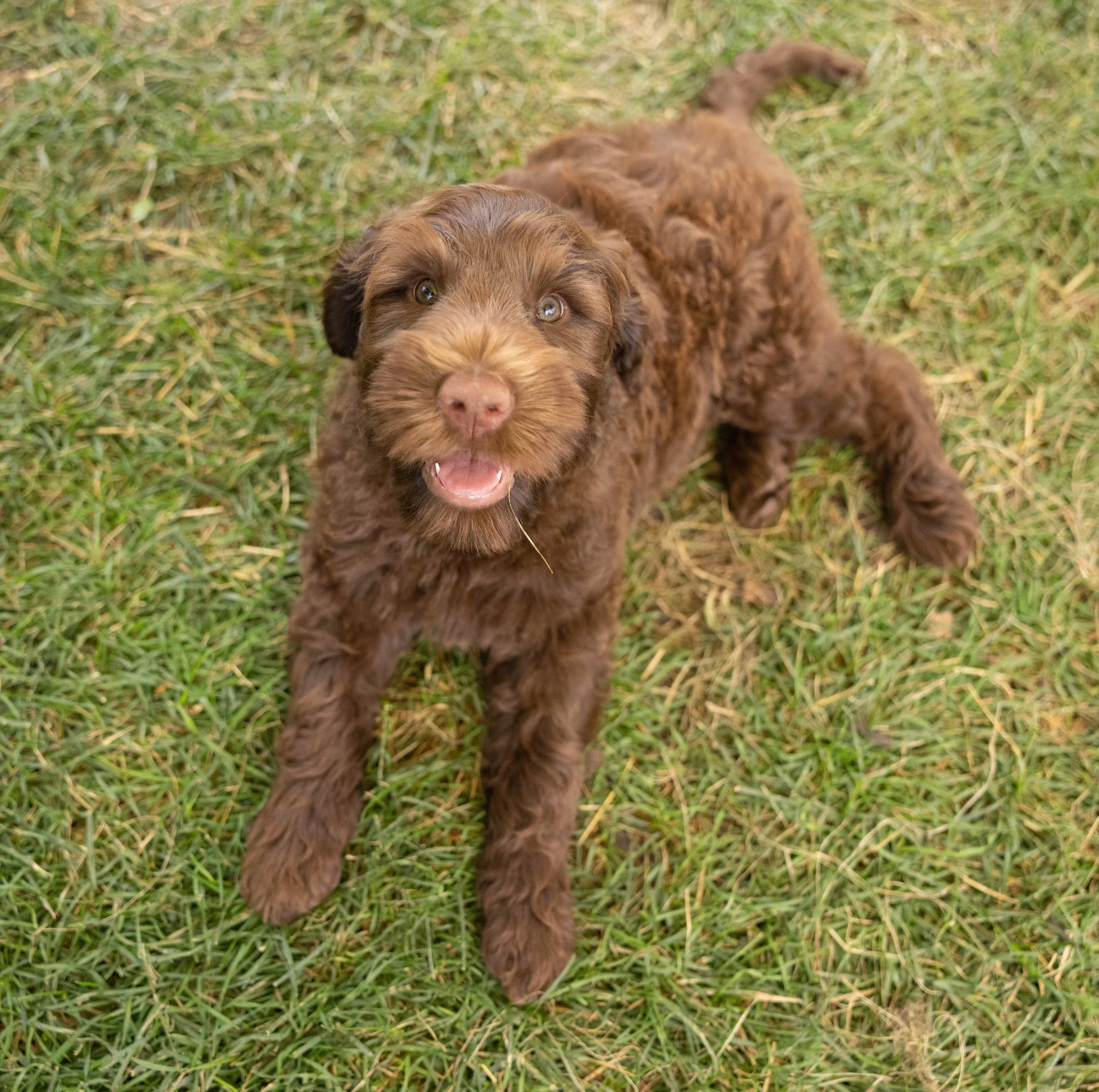 Puppies10Wks-145.jpg