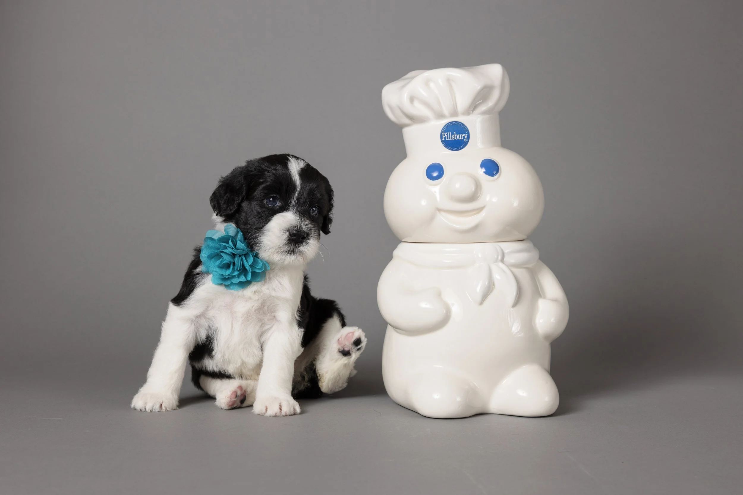 A black and white puppy with a blue bow around its neck sitting next to an anthropomorphic ceramic pig chef figurine with a white chef's hat and collar marked with a Pillsbury logo, on a gray background.