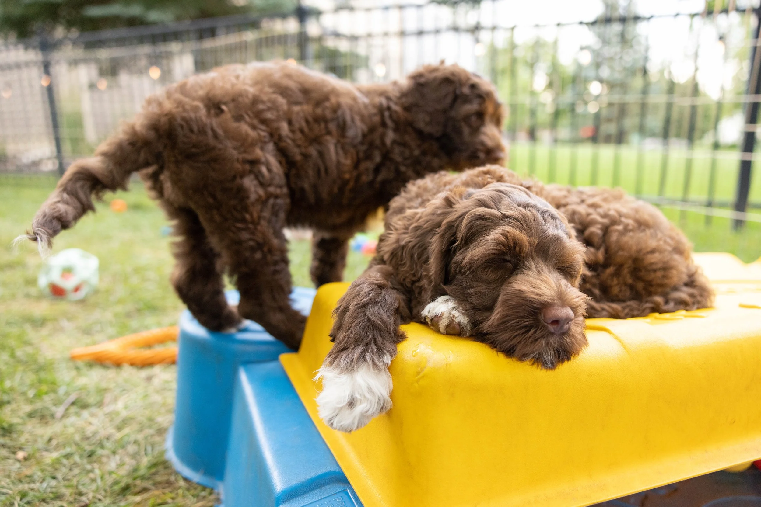 Puppies10Wks-148.jpg