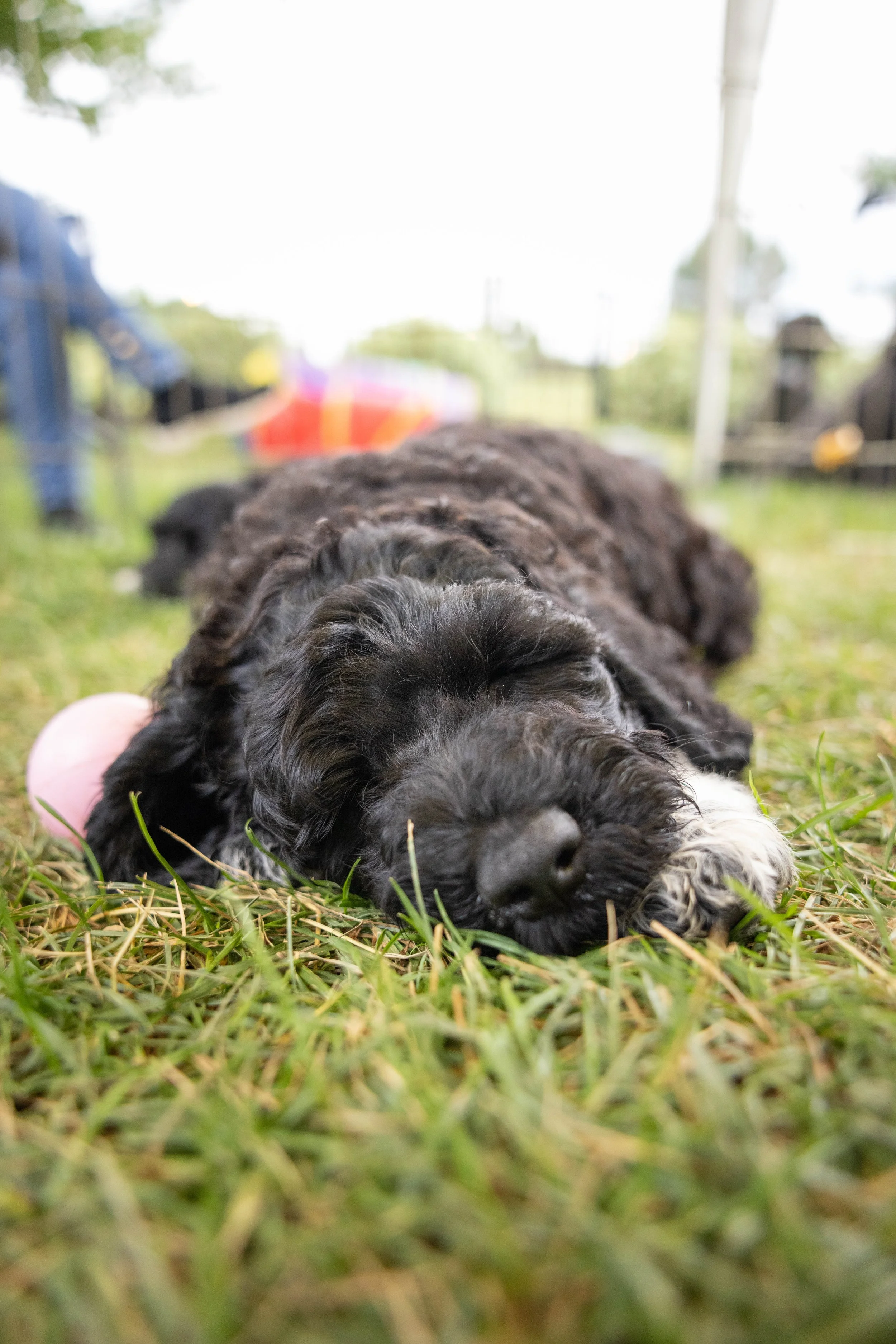 Puppies10Wks-141.jpg