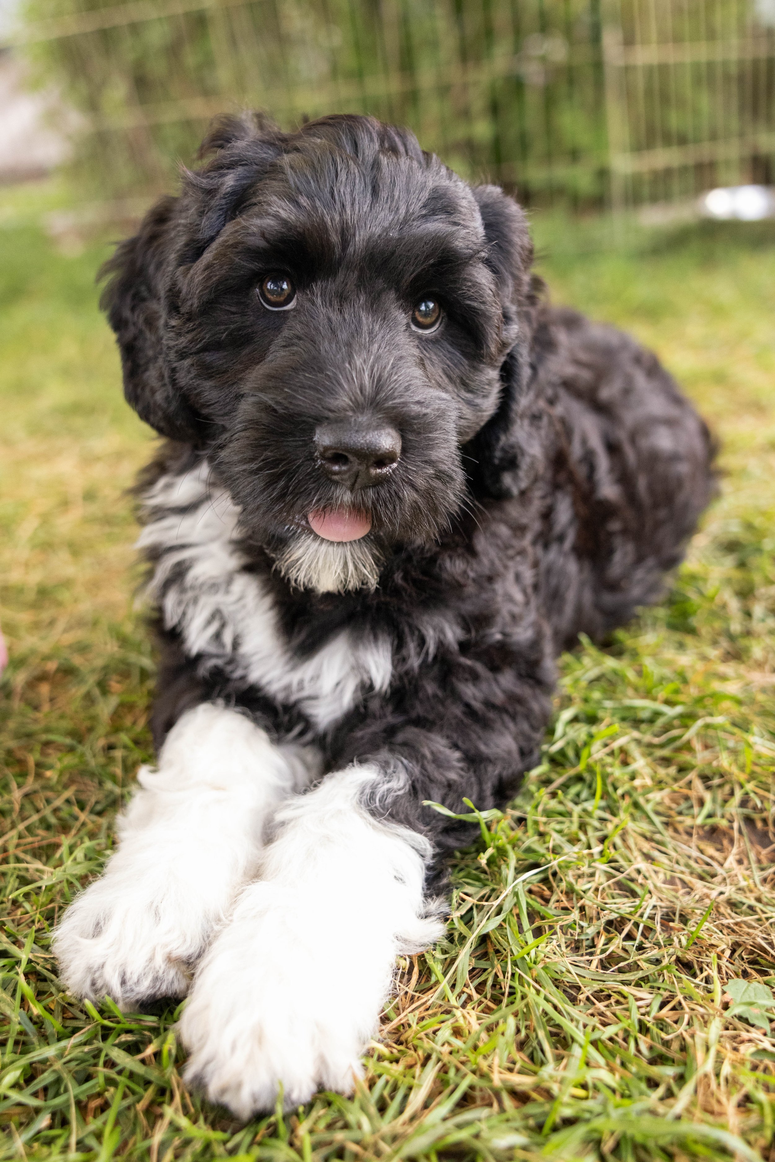 Puppies10Wks-163.jpg