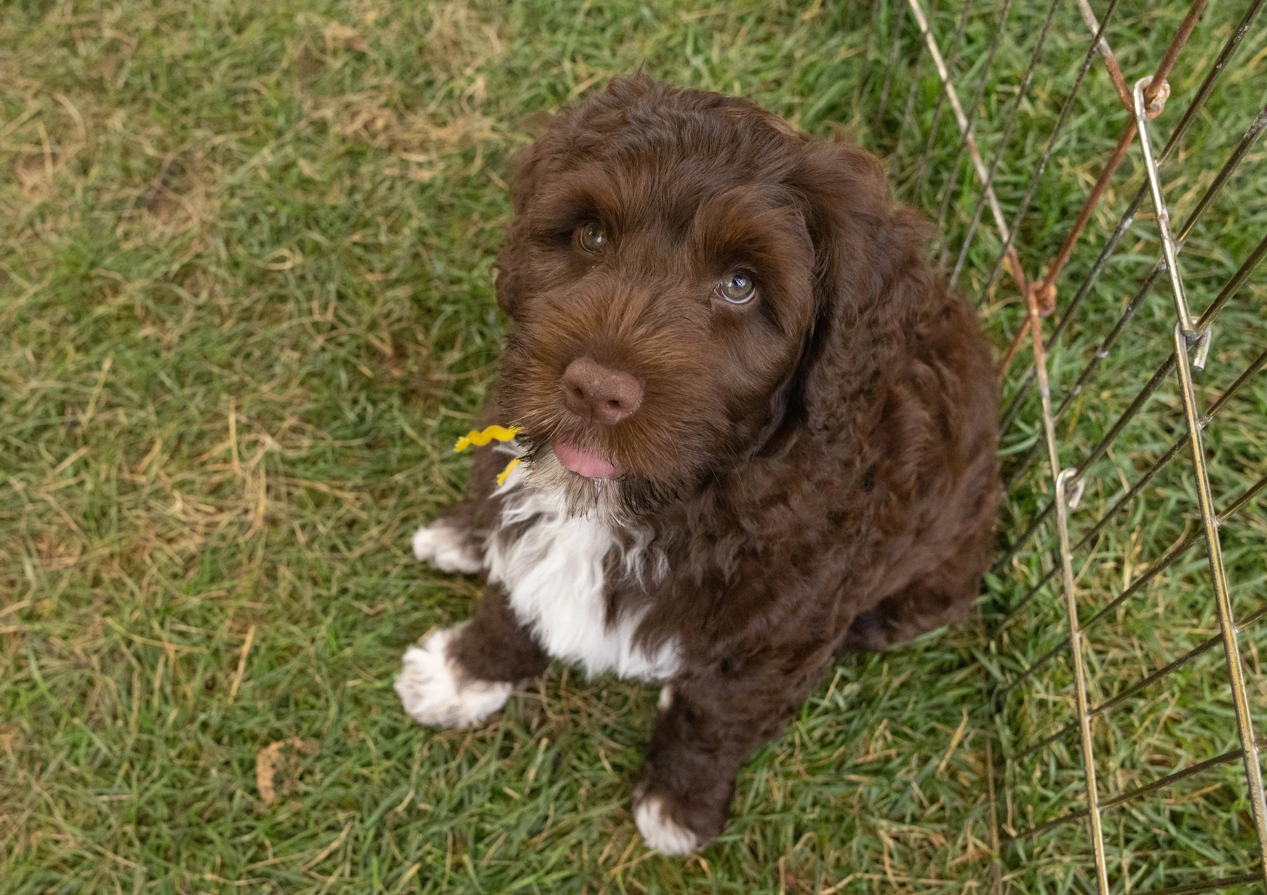Puppies10Wks-113.jpg