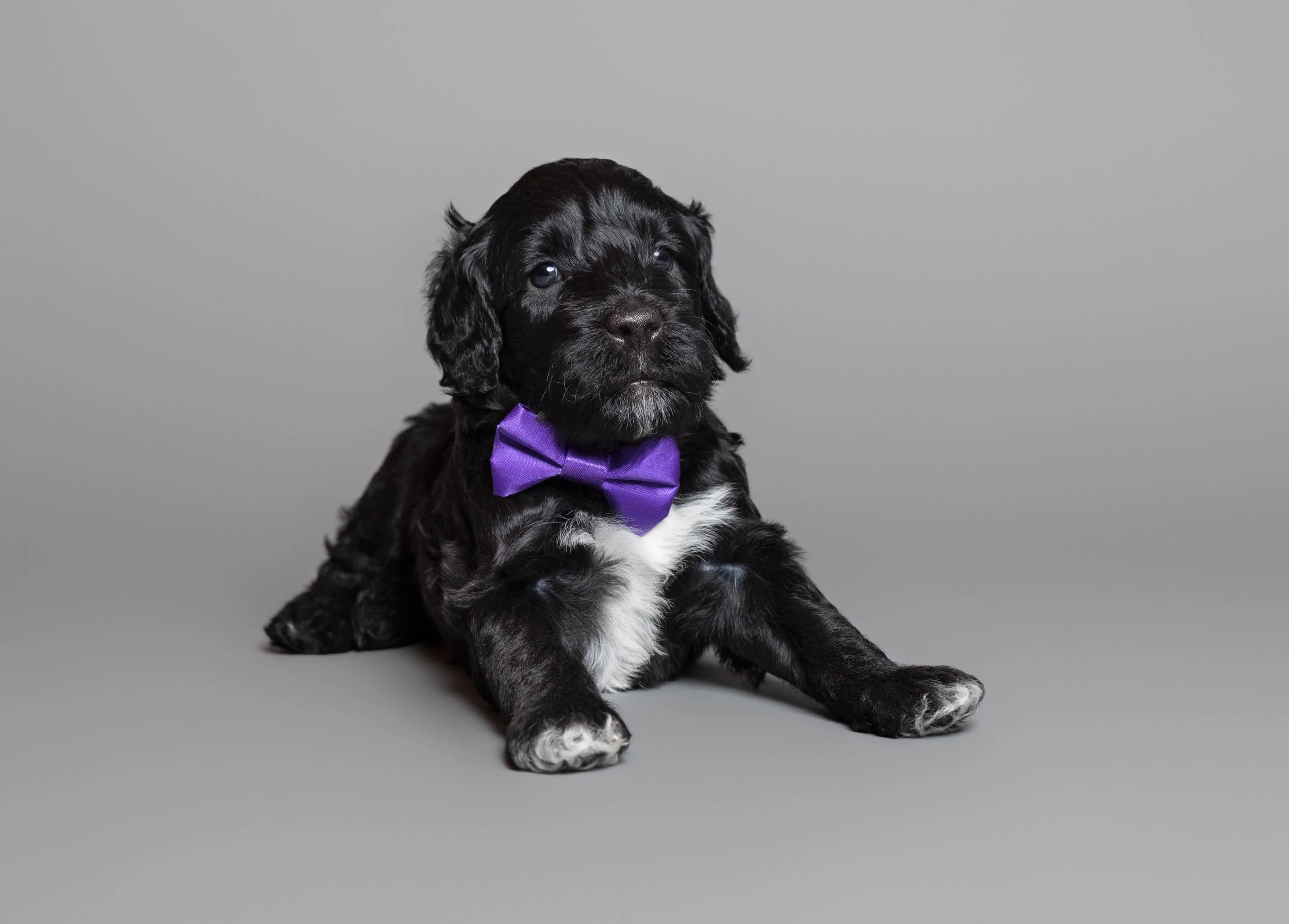 Puppies5Wks-004.jpg